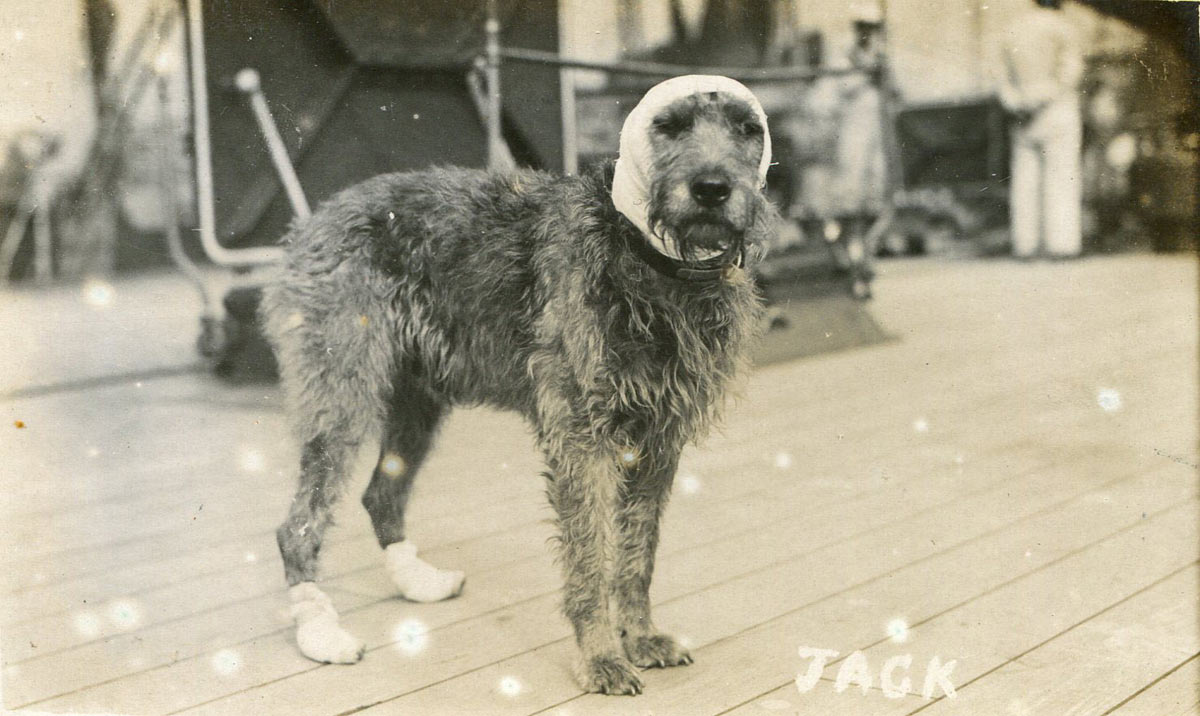 Vice Admiral Evan-Thomas's dog Jack wounded at the Battle of Jutland 31st May 1916 on board HMS Barham
