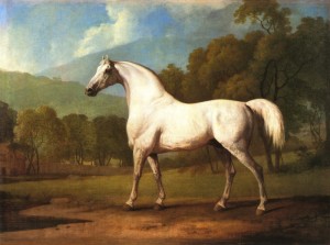 The Mollwitz Grey at grass in later years.