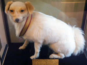 'Bobbie the Dog' of the 66th Regiment, wearing his Afghan campaign medal ribbon: Battle of Maiwand on 26th July 1880 in the Second Afghan War