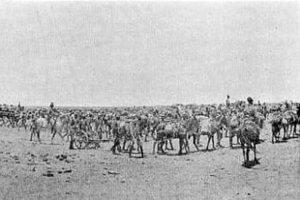 Artillery on the march in the Sudan: Battle of Omdurman on 2nd September 1898 in the Sudanese War