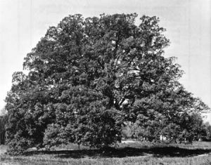 Liberty Oak: Battle of Guilford Courthouse on 15th March 1781 in the American Revolutionary War