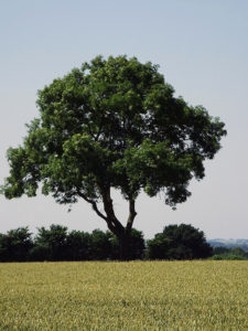 The Wardington Ash: Battle of Cropredy Bridge on 29th June 1644 in the English Civil War