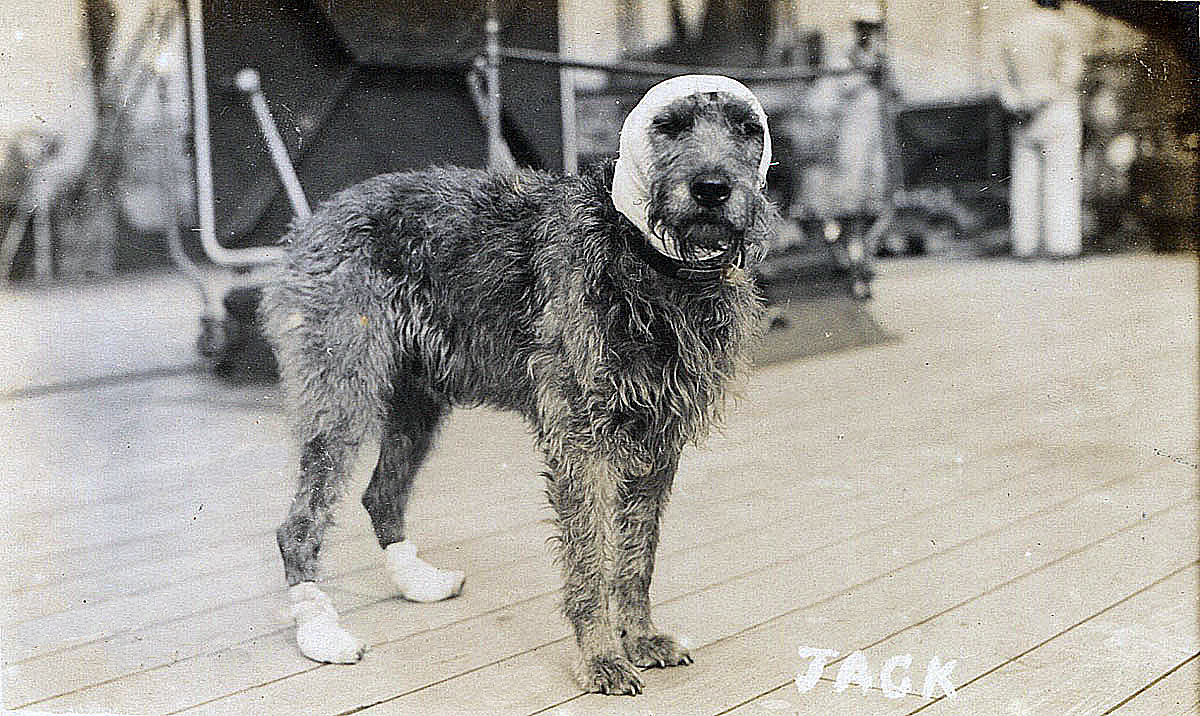 Vice Admiral Evan-Thomas’s dog Jack wounded at the Battle of Jutland 31st May 1916 on board HMS Barham