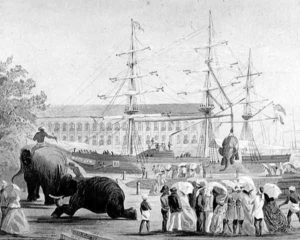 Loading elephants in Bombay on board ship for use in Abyssinia: Battle of Magdala on 13th April 1868 in the Abyssinian War